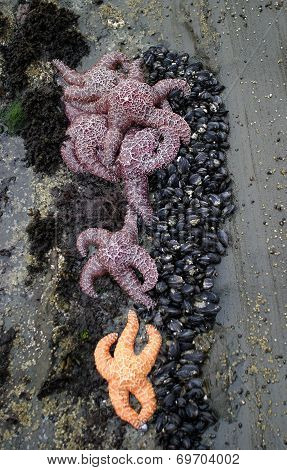 Seastars