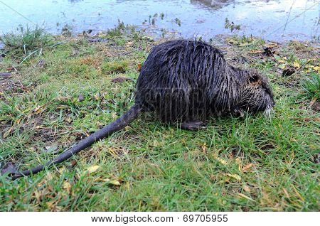 Nutria after a flood