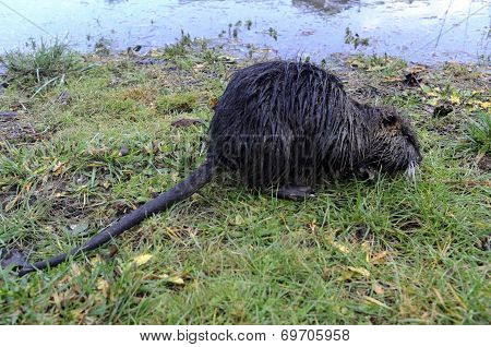 Nutria after a flood
