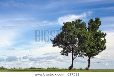 Sky Tree