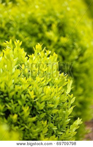 Bush in the garden