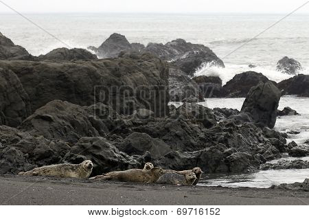Harbor Seals
