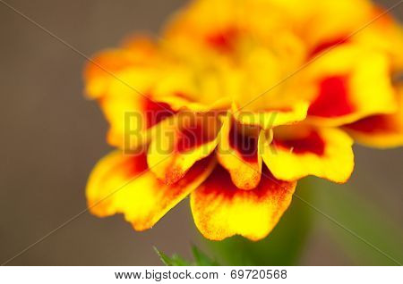 marigold petals