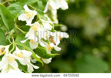 Honey bee collecting pollen