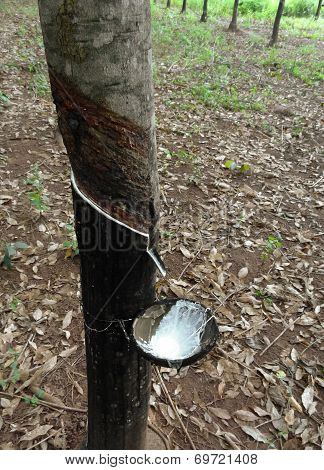 Rubber Tree Plantation