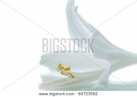 Beautiful Flower Hosta