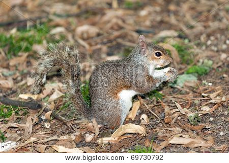 Grey Squirrel - Sciurus carolinensis