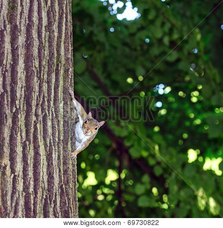 Grey Squirrel - Sciurus carolinensis