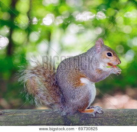 Grey Squirrel - Sciurus carolinensis