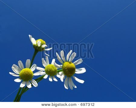 margareta1