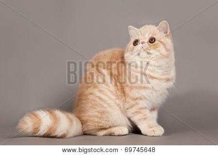 Exotic Shorthair Cat.  Persian Cat On Grey Background