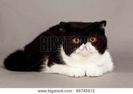 Exotic Shorthair Cat.  Persian Cat On Grey Background