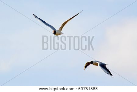 Steepe birds
