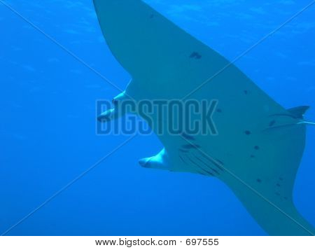 Manta Fly-by