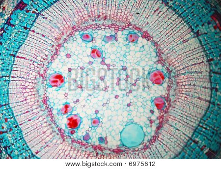 Arti di biologia cellulare