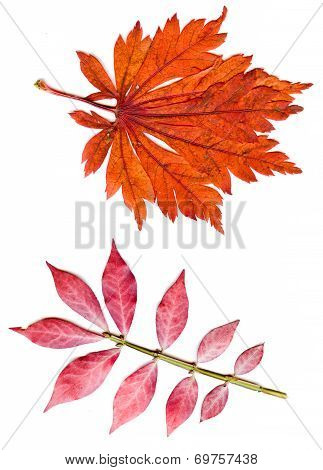 Collection Beautiful Colorful Autumn Leaves Isolated On White Background.   Colorful Common Fall Lea