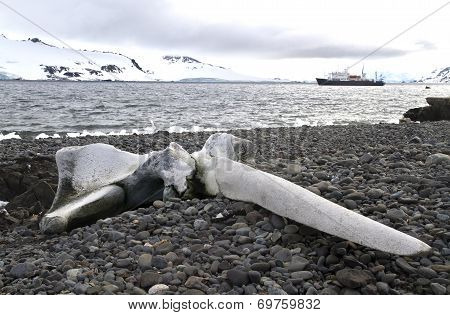 Whale Skull Lying On The Beach Of King George Island