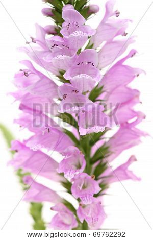 Pink Physostegia flower