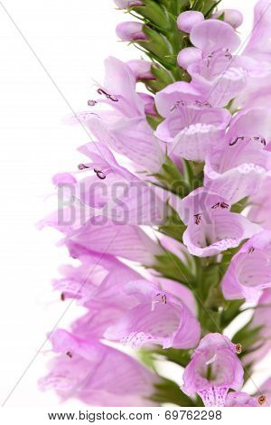 Physostegia wild flower