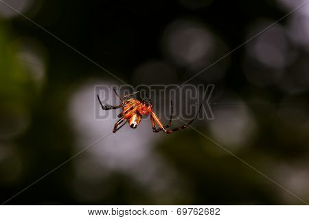 Orange Spider With Black Legs