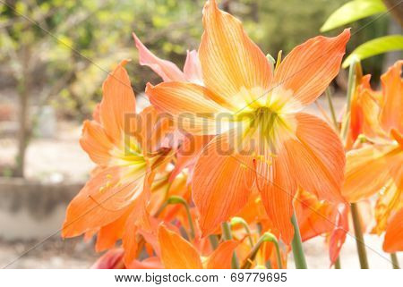 orange Lycoris Amaryllis