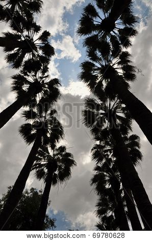 Palm Trees Silhouette