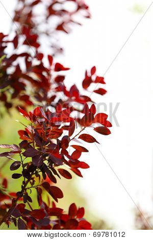 Leaves on bush in the garden