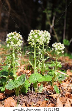 White Butterbur (petasites Albus)