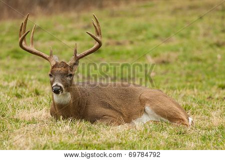 Deer