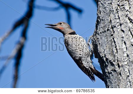 Northern Flicker Calling From Tree