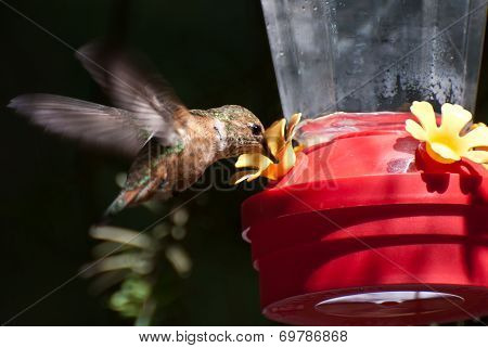 Rufous Hummingbird Drinking From A Feeder