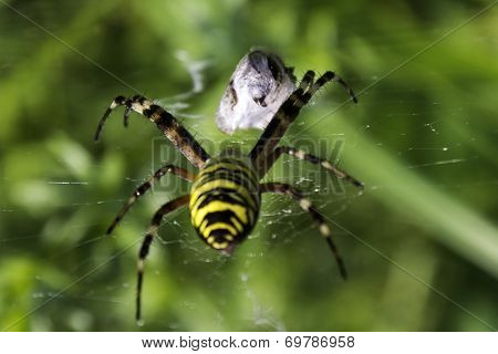 Garden spider (Argiope aurantia) approaching  prey