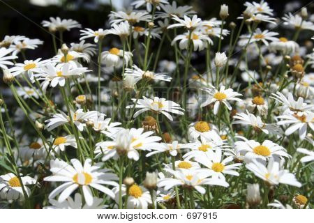 Daisies Close Up