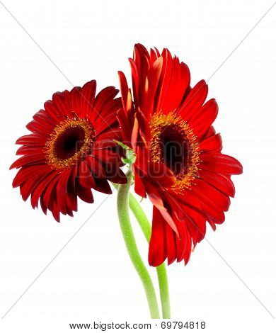 wine-red gerbera