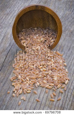 Barley