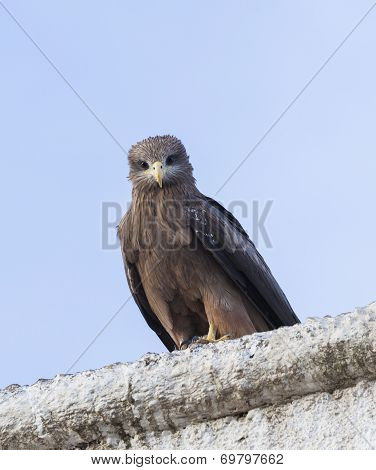 Lanner Falcon On The Walls Of Camel Meat Butchery In Walled City Of Jugol. Harar. Ethiopia.