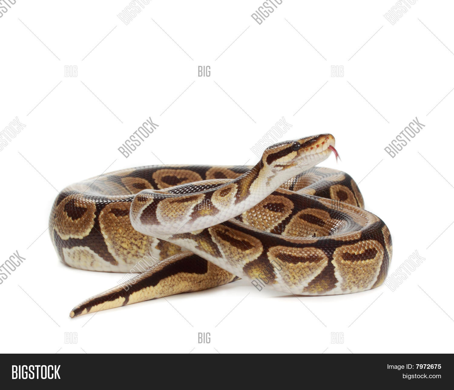 Image Preview