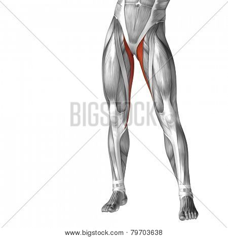 Concept or conceptual 3D human legs or gracilis anatomy or anatomical and muscle isolated on white background. 
