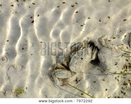 Crab aus Loch