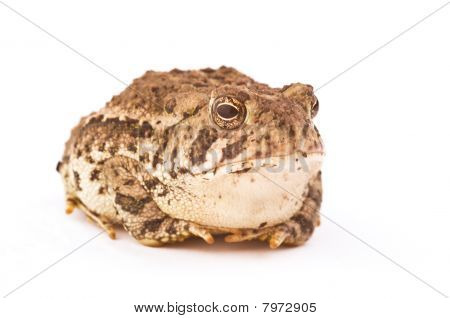 Rana