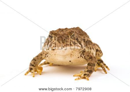 Rana