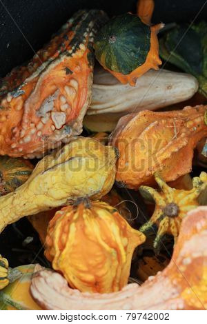 assorted winged gourds cluster