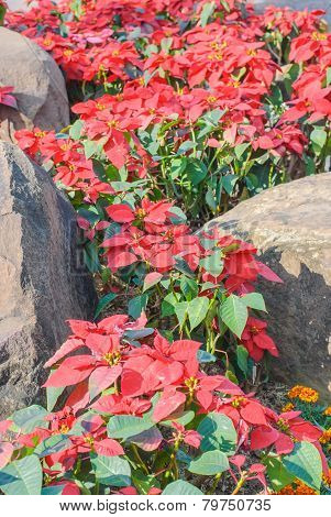 Colorful Poinsettia Flower