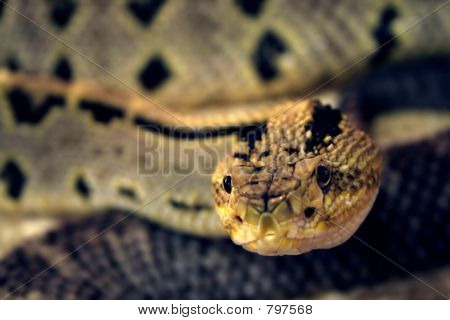 En slange closeup