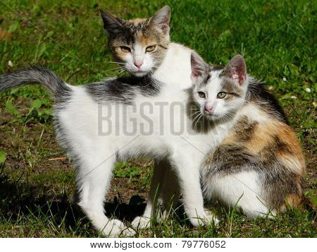 kittens family