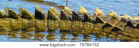 Crocodile tail