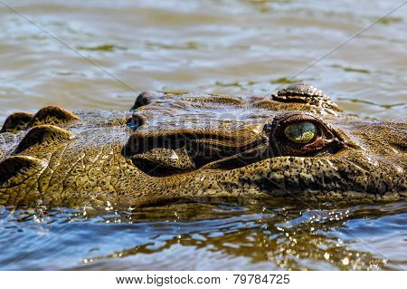 Crocodile head