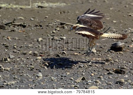 Eagle landing