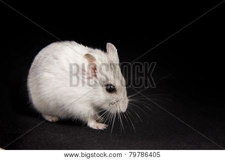 the little hamster is eats on the black backgroundthe little hamster is eats on the black background