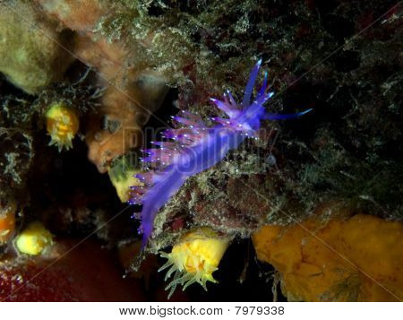 nøgensnegle (flabellina hvide østersøtangloppe)